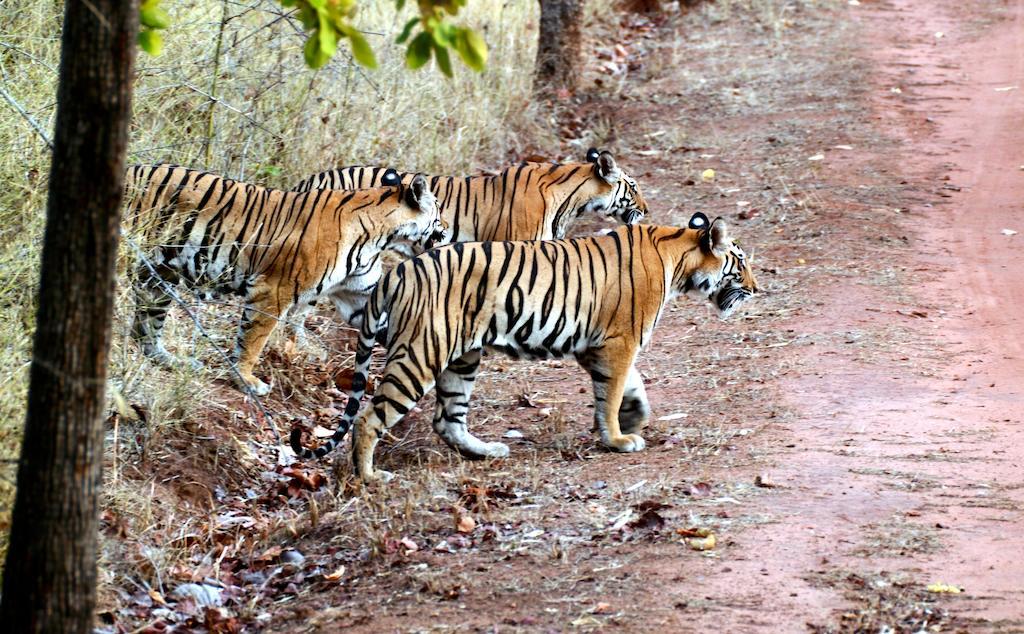 Chitwan Safari Camp & Lodge Sauraha Dış mekan fotoğraf