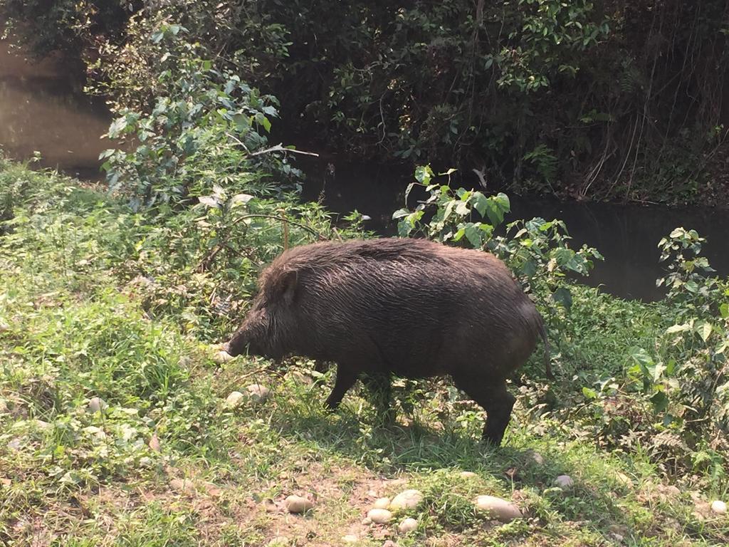 Chitwan Safari Camp & Lodge Sauraha Dış mekan fotoğraf
