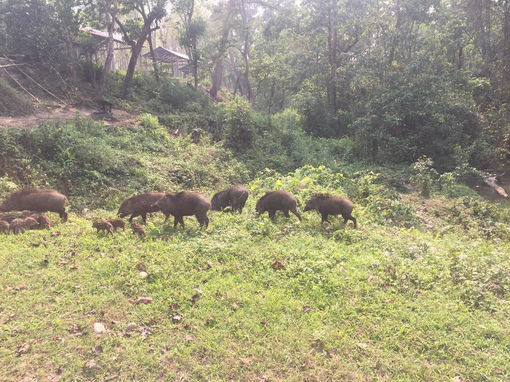 Chitwan Safari Camp & Lodge Sauraha Dış mekan fotoğraf