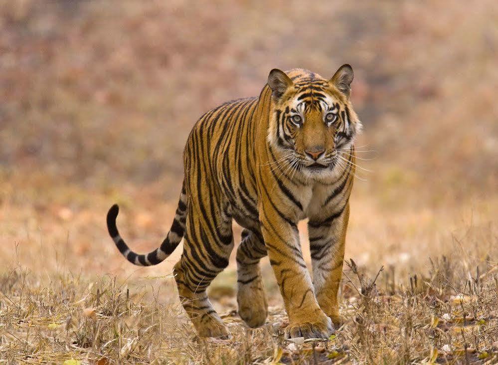Chitwan Safari Camp & Lodge Sauraha Dış mekan fotoğraf